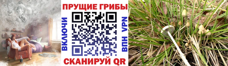 мега рабочий сайт  Котово  Галлюциногенные грибы Psilocybe 
